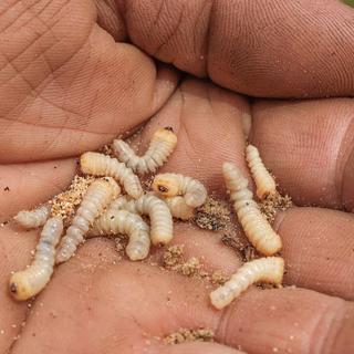 Bien que le risque pour la santé publique reste faible, l’invasion potentielle de ce parasite pose une menace sérieuse pour le bétail et la sécurité alimentaire. © Svetlana, Adobe Stock