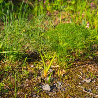 Trop mangé &nbsp;? Ce légume vous aidera à digérer cet excès. ©&nbsp;Mario Elias Munoz Valencia, iStock