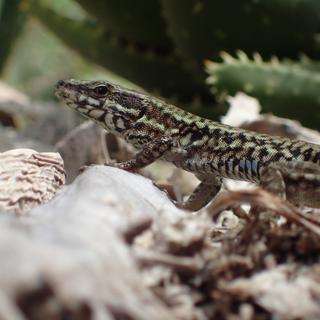 Le lézard des murailles est le roi de la régénération