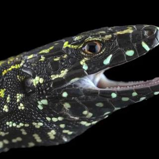En quelques années, ces lézards dominants bouleversent l’équilibre de toute une espèce. © Roberto Garcia Roa, iStock