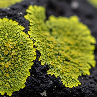 Os fungos teriam sido os primeiros colonizadores das superfícies continentais, preparando o terreno para as plantas. © Nanang, Adobe Stock