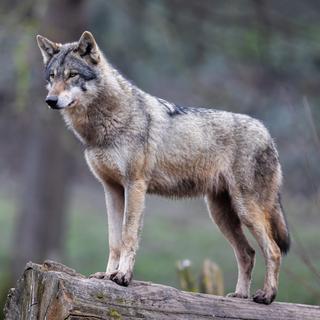 Imagens inéditas revelam um gesto surpreendente entre lobos selvagens. © AB Fotografia, Adobe Stock