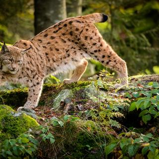 Le lynx boréal fait partie des espèces les plus menacées en France, il n'en reste que 150 environ.&nbsp;© Jaklzdenek, Adobe Stock