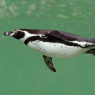 Un manchot du Cap (Spheniscus demersus) glisse sans effort dans l'eau, grâce à ses ailes parfaitement adaptées à la nage sous-marine.&nbsp;©&nbsp;JMP de Nieuwburgh, Adobe Stock