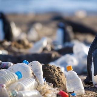 Quasiment tous les oiseaux du pôle nord et du pôle sud ont du plastique dans leurs estomacs. © Wararat, Adobe Stock