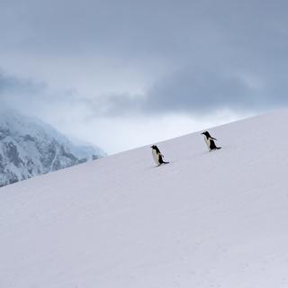 De nombreuses espèces endémiques seraient menacées en cas de forages, comme ici les manchots papous. © Peter, Adobe Stock