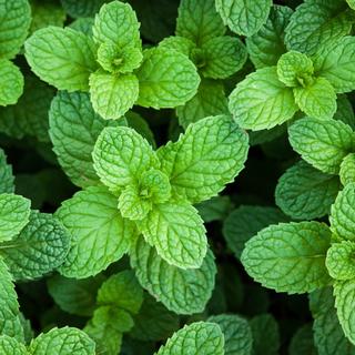  menthe poivrée, menthe verte… © showcake, Fotolia
