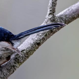 Le mérion superbe&nbsp;vit dans les régions naturelles du sud-est de l’Australie, de préférence dans les sous-bois.&nbsp;© Andrew, Adobe Stock.