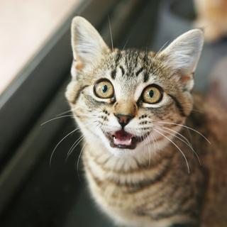 Os cientistas descobriram a melhor maneira de ligar para o seu gato. ©Suemack, iStock