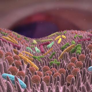 Quels liens existe-t-il entre microbiote et maladies ? © Alex, Adobe Stock