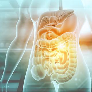 Le propionate, un composé sécrété par les bactéries intestinales, pourrait atténuer les manifestations de la maladie d’Alzheimer. © Rasi Bhadramani, iStock