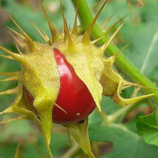 Quel fruit se cache derrière ce calice épineux ? © B R Digital, Adobe Stock