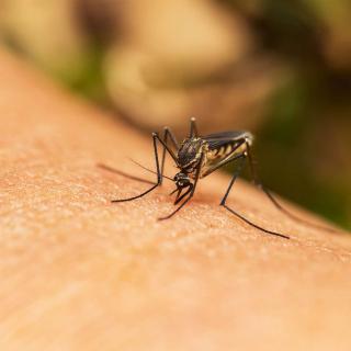 Des moustiques tigres infectés par le virus de la dengue détectés en France, quelles conséquences ? ©&nbsp;Shutter-Ryder, Shutterstock.com