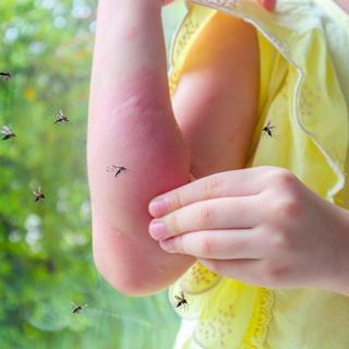Ainda picado por mosquitos? Os pesquisadores revelam o segredo que os atrai. © Kwangmoozaa, iStock