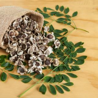 As sementes de Moringa contêm proteínas capazes de aglomerar partículas em suspensão, facilitando a sua eliminação durante o tratamento da água. © Gonzalocalle, Adobe Stock