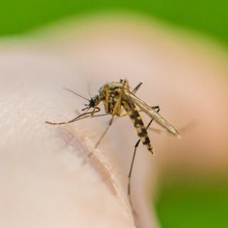 Ce que votre peau dégage expliquerait pourquoi les moustiques vous préfèrent à vos voisins. ©&nbsp;iiievgeniy, iStock