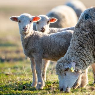 La détection d’un cas de grippe aviaire chez un mouton survient dans un climat de préoccupation grandissante quant à la capacité du virus H5N1 à se propager à de nouvelles espèces. © tutye, Adobe Stock