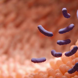 A microbiota intestinal, ou flora intestinal, é um conjunto de bactérias, vírus, parasitas e fungos não patogênicos que revestem o estômago, o intestino delgado e o cólon. © merklicht.de, Adobe Stock