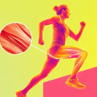Des chercheurs ont identifié une molécule capable de cibler le mécanisme qui empêche la régénération musculaire quand on vieillit.&nbsp;Image générée à l'aide d'un outil IA. © Xavier Demeersman, ChatGPT