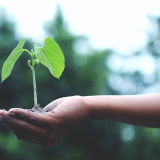 As micorrizas permitem o rápido crescimento das plantas. © Mycophyto