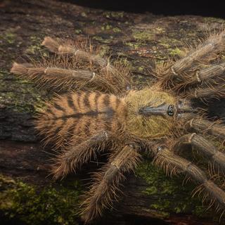 A tarântula tigre da Malásia é uma espécie arbórea gigante da floresta tropical, reconhecível por suas listras escuras características. © CB com ChatGPT