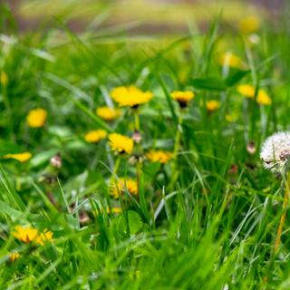 Por que cortar a grama em abril não é benéfico para a natureza? © Pellinni, Adobe Stock