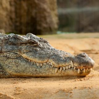 Un crocodile du Nil. © miniformat65 / Pixabay