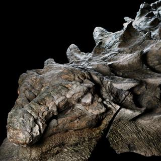 Une tête complète, des écailles semblant presque intactes : l'état de conservation de ce nodosaure retrouvé dans une mine est surprenant. L’animal est probablement mort noyé dans une inondation soudaine, il y a plus 110 millions d’années. ©&amp;nbsp;National Geographic,&amp;nbsp;Royal Tyrrell Museum