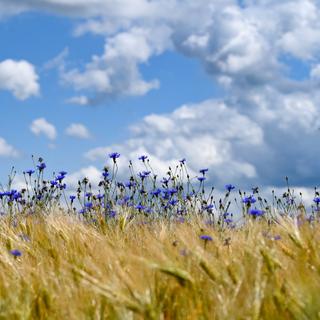Certaines plantes émettent des particules très fines de pollens qui ont un effet sur le type de nuage se formant&nbsp;dans le ciel. © Claudia Evans, Adobe Stock