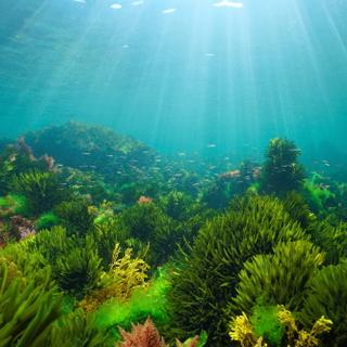 Dans l&#39;océan Atlantique, la vague de chaleur marine inquiète les scientifiques. ©&amp;nbsp;Damedias, Adobe Stock