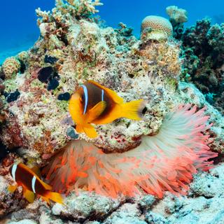 L'océan joue un rôle clé dans le cycle du carbone et le&nbsp;stockage&nbsp;du&nbsp;CO₂. Que se passerait-il si ce système complexe disparaissait&nbsp;?© Ultramarinfoto, iStock