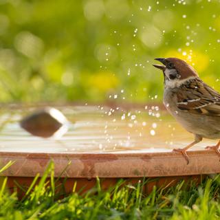 Quand il faut chaud, pensez aux oiseaux ! Ici, un petit oiseau se baigne et boit dans une soucoupe d'eau.&nbsp;© Hans-Joerg Hellwig, Adobe Stock