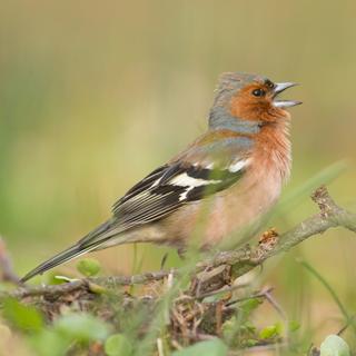 Mais quel est cet oiseau qui chante ? Ici, le pinson des arbres&nbsp;Fringilla coelebs.&nbsp;© Limario, Adobe Stock
