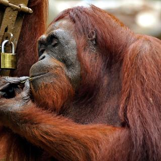Les orangs-outans sont des animaux très intelligents. En août dernier, un autre individu s’est échappé du zoo de Toronto.&nbsp;© Salvador Manaois III, Adobe Stock