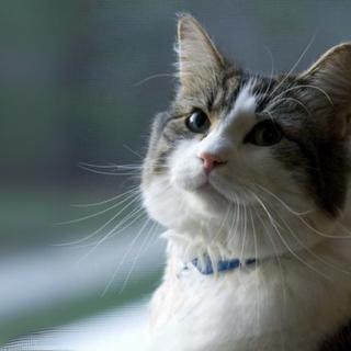 Dosa Dr. Dosa publicou um livro sobre Oscar em 2010: “Fazendo Rodadas com Oscar – O Presente Extraordinário de um Gato Comum”. © Centro de Cuidados e Reabilitação Steere House, Rhode Island