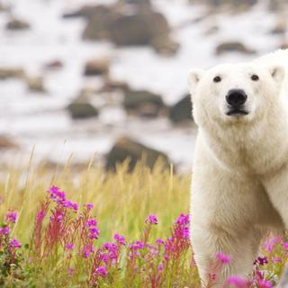 Entre la végétation qui explose et les ours polaires qui dérivent au sud, la nature du Groenland évolue de manière étonnante. © chbaum, Adobe Stock