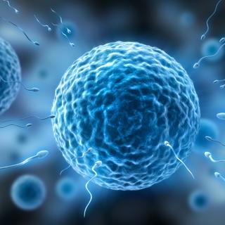 Ilustração do esperma nadando em direção a um óvulo. © peterschreiber.media