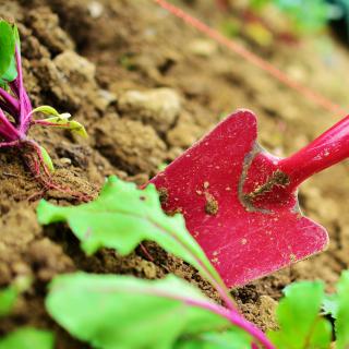 Toutes les cultures peuvent être paillées, des légumes aux arbres fruitiers, en passant par les aromates, les petits fruits, ou les fleurs. © Pixabay.