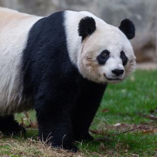 Mei Xiang antes de dar à luz.© Instituto Nacional de Zoológico e Biologia da Conservação do Smithsonian