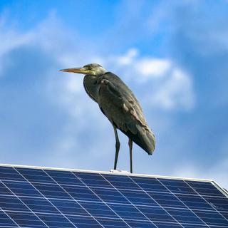 Esta garça-real (Ardea cinerea) está empoleirada num painel fotovoltaico, o que lhe permite ganhar altura para monitorizar a envolvente. © metaandi, Adobe Stock