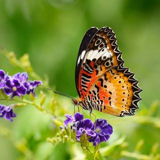 Les plantes peuvent émettre des ultra-sons que certaines espèces animales peuvent entendre. © Amphaiwan, Adobe Stock