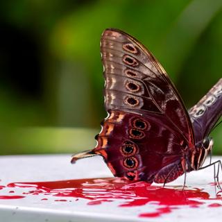 La présence de méconium chez le papillon est un signe de bonne santé, marquant la fin de sa métamorphose. © AI avec Adobe Firefly