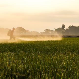 A agricultura intensiva incentiva o uso de vários pesticidas e produtos químicos ao mesmo tempo. © kaentian, Adobe Stock