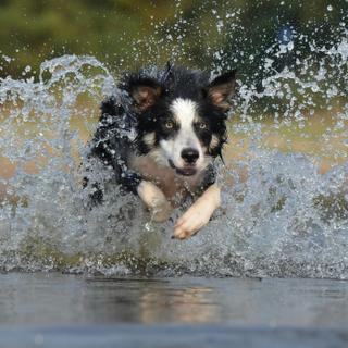 Le border collie est reconnu pour son intelligence. © Sven de Wit, Unsplash