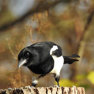 Une pie se tient sur un bloc de bois, la tête penchée en avant. © Adobe Stock, ramund88, complété grâce à l'IA