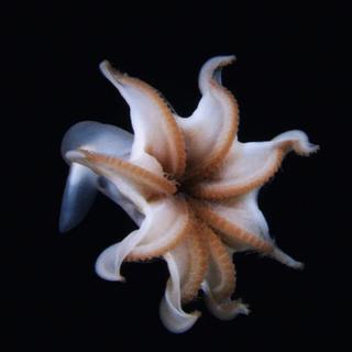 Observée à près de 5 000 mètres de profondeur au large des îles Cook, cette pieuvre des abysses a été filmée par l’équipe de l’Ocean Exploration Trust à bord du navire E/V Nautilus, lors d’une mission d’exploration des fonds du Pacifique Sud. ©&nbsp;Ocean Exploration Trust, NOAA, DeepSea