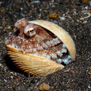 Parece uma simples concha abandonada no fundo do mar, mas o que este “objeto” esconde é muito mais inteligente e perigoso do que parece. © kaschibo, Adobe Stock.