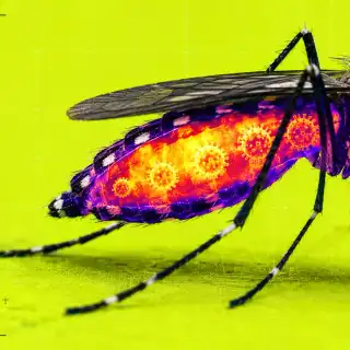 Le moustique n’est qu’un relais, un vecteur, mais c’est souvent là que commence l’infection. © XD, ChatGPT
