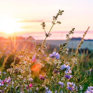 Les plantes bio-indicatrices sont (presque) partout autour de nous ! © ArturSniezhyn, Adobe Stock