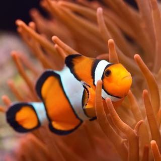 Les poissons-clowns, ou Amphiprioninae forment une sous-famille de poissons comprenant trente espèces. © Alex Stemmer, Adobe Stock